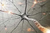Connexions cerveau Connexions cerveau