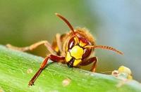 Insecte Insecte
